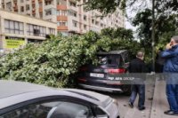 Bakıda külək irigövdəli ağacı aşırıb, bir neçə maşına ziyan dəyib - FOTO